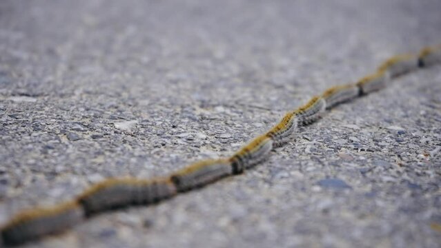 The pine processionary moth (Thaumetopoea pityocampa)