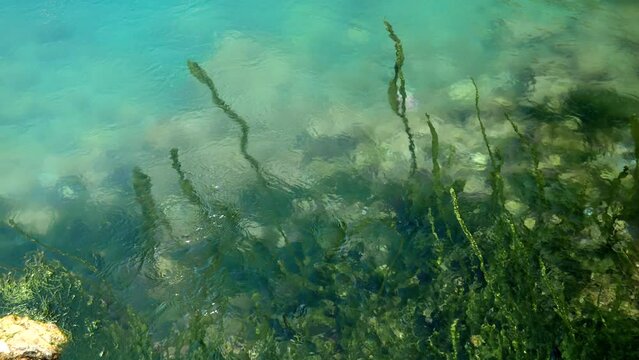 Green seaweeds and algae slowly moving in water stream at sea or river.
