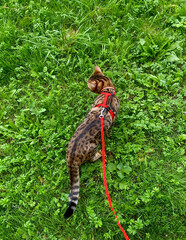 Cute little bengal kitty with red bandana on neck walking on green grass. Pussycat walking with breast-band outdoors. 