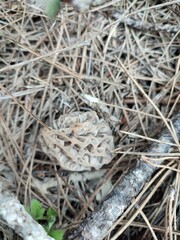white morel mushroom