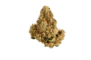 Medical marijuana flower. Close up cannabis flower. Medical marijuana bud. Weed buds. Cannabis strain. Macro image. The image is fully sharp, front to back. Clipping path.
