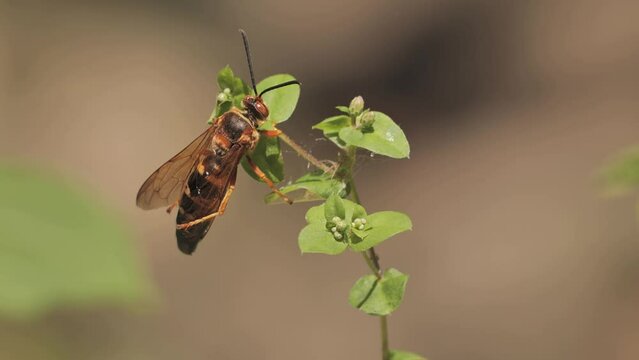 Sphecius speciosus  or Sphex speciosus is a large sand wasp native to North and Central America. The nest is made in sandy soil. Delaware (USA)