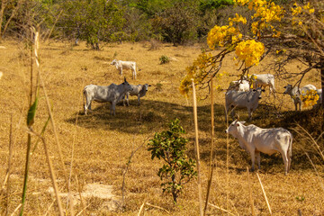 Um rebanho de gado em um pasto no cerrado seco, com um ipê amarelo florido, em um dia de céu...