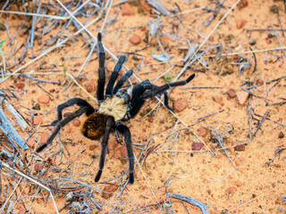 Tarantula on hiking trail, S Sedona Arizona 