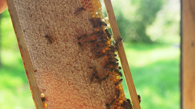 The beekeeper holds a nesting frame with honey and bees in his hands. Close-up. Agricultural concept.