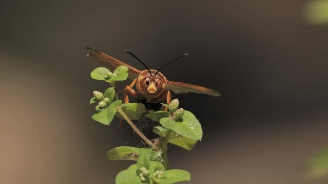 Sphecius speciosus  or Sphex speciosus is a large sand wasp native to North and Central America. The nest is made in sandy soil.