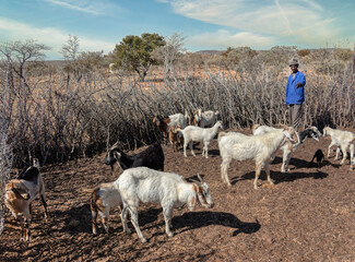African herdsmen in the village, walking in the kraal to steer the goats