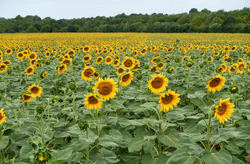 Fototapeta premium Sonnenblumen - Hannover Kronsberg