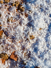 Hoarfrost crystals growing from fog that hugs the ground