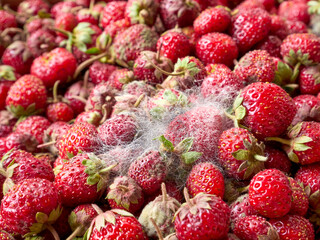 Strawberries with mold close up. Rotten berries with fungus . Spoiled food