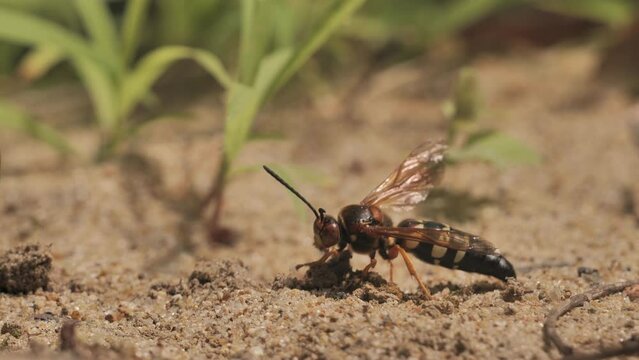 Sphecius speciosus  or Sphex speciosus is a large sand wasp native to North and Central America. The nest is made in sandy soil. Delaware (USA)
