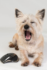 Adorable yawning cairn terrier dog with a computer mouse isolated on white