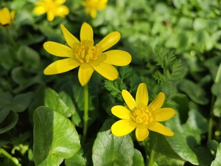 greater celandine