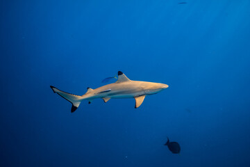 blacktip shark swimming