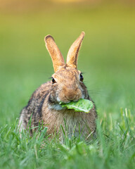 Rabbit Eating Lettuce