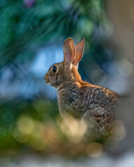 rabbit in the grass