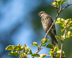 Pine Siskin on tree branch