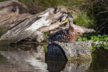 Duck resting in the sunshine on a log
