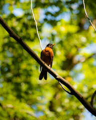 bird on the branch