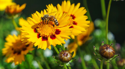  Honigbiene auf Mädchenaugeblume  Hannover 
 Bemerode