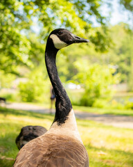 country goose on the grass