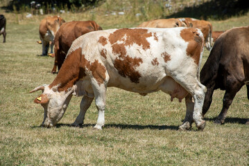 Fototapeta na wymiar Grazing cows eating grass and resting