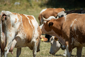 Grazing cows eating grass and resting