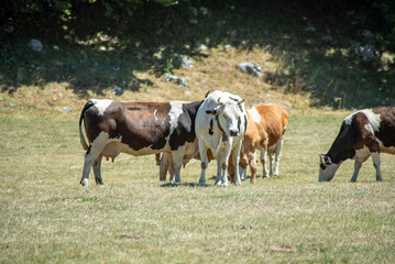 Grazing cows eating grass and resting