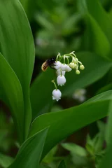 Zelfklevend Fotobehang Lily of the Valley flower in green oval leaves (Convallaria majalis, lily-of-the-valley) with fluffy bee gathering pollen. Delicate woodland plant with hanging bell-shaped white flower. Floral closeup © Aia DS