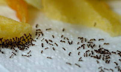 Large numbers  from ant colony picking up and transferring food of French fries from a white plate...