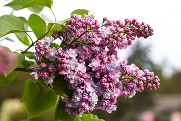 Amazing rich blooming branch of lilac shrub. Scentara Double Blue (syringa sort), double flowered lilac variety, oval-shaped leaves. Lavender-blue or grayish pink color. Beauty of garden in spring.