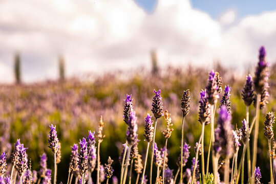 NATURESA FLORES ARVORES E ANIMAIS 