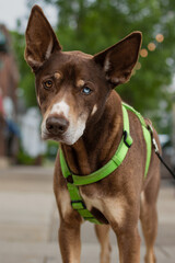 portrait of a dog with different color eyes