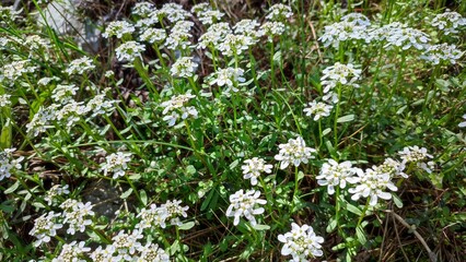 İberis amara