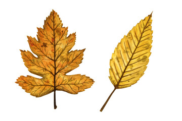 A set of autumn leaves (elm, wild service trees), hand drawn watercolor illustration isolated on white background. For design of patterns, textiles, stickers, postcards, greeting cards, invitations.