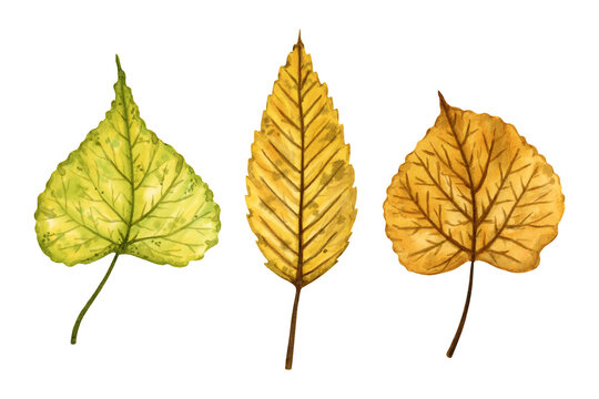 A set of autumn leaves (elm and linden tree), hand drawn watercolor illustration isolated on white background. For design of patterns, textiles, stickers, postcards, greeting cards, invitations.