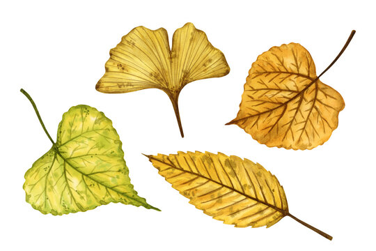 A set of autumn leaves (elm, ginkgo, linden), hand drawn watercolor illustration isolated on white background. For design of patterns, textiles, stickers, postcards, greeting cards, invitations.