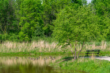 Canada Geese Swimming On The Park Pond During Spring Migration In Wisconsin