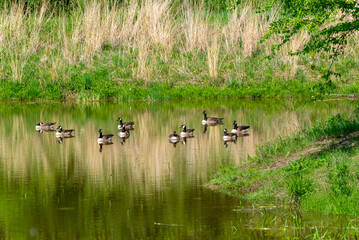 Canada Geese Swimming On The Park Pond During Spring Migration In Wisconsin