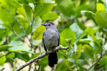Fototapeta premium bird on a branch