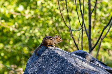 chipmunk on rock