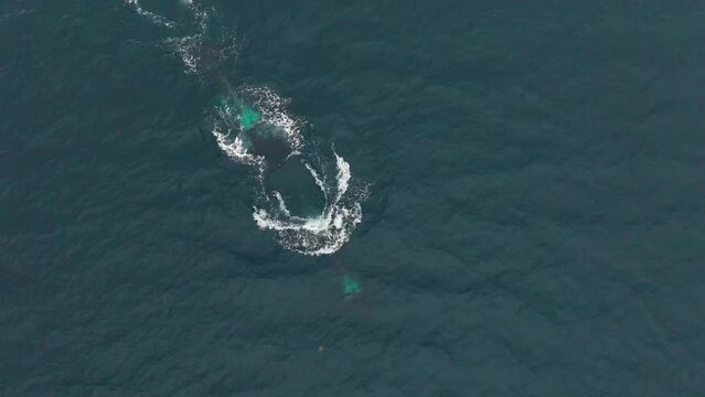 The aerial observation captures the dynamic interaction between orcas and herring in the pristine waters of northern Norway.