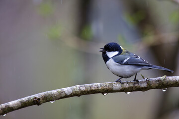 Obraz premium 枝にとまるシジュウカラ