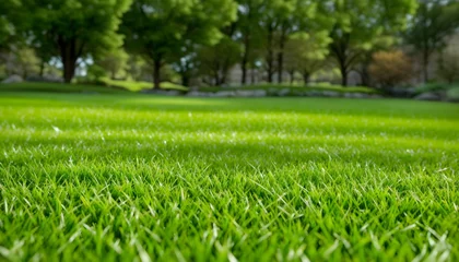 Foto auf Acrylglas Bereich Green lawn with fresh grass outdoors. Nature spring grass background texture, размытый задний план with copy space. Landscaping of a parking area.