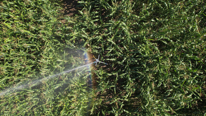 DRONE AERIAL VIEW: Agricultural irrigation system watering corn field on a sunny summer day. A farming scene in Portugal. Plant growth. Outdoor landscape. Grain fill stage in corn.