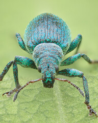 Portrait of blue weevil (Polydrusus amoenus)
