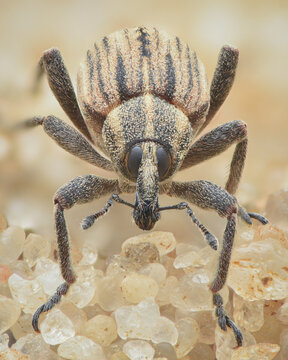 Portrait of a weevil on sand (Hypera arator)