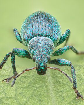 Portrait of blue weevil (Polydrusus amoenus)