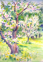 Watercolor landscape of a blooming apple orchard. - 638649147