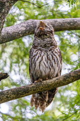 owl on a branch